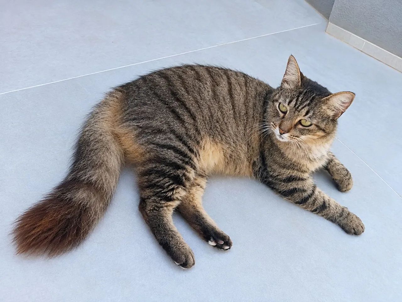 Gata castrada docil