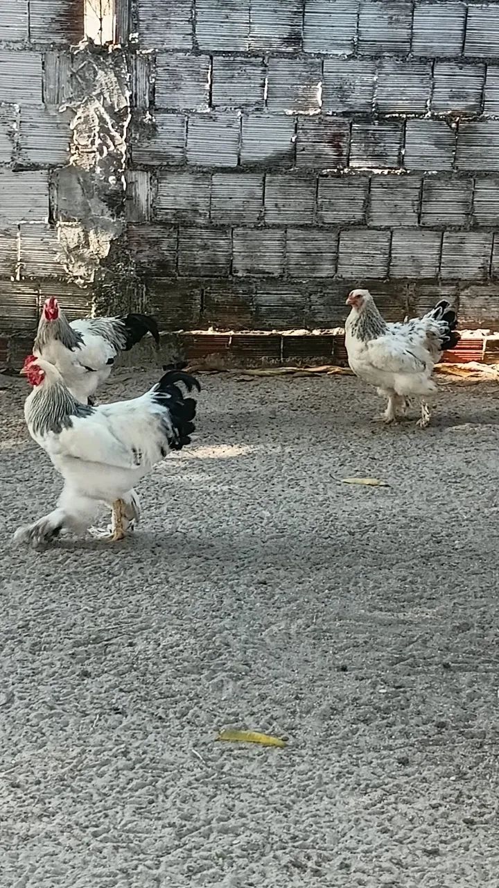 Galos brahma  - Foto 4