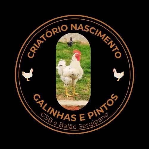 Pintos Balão sergipano - Foto 4