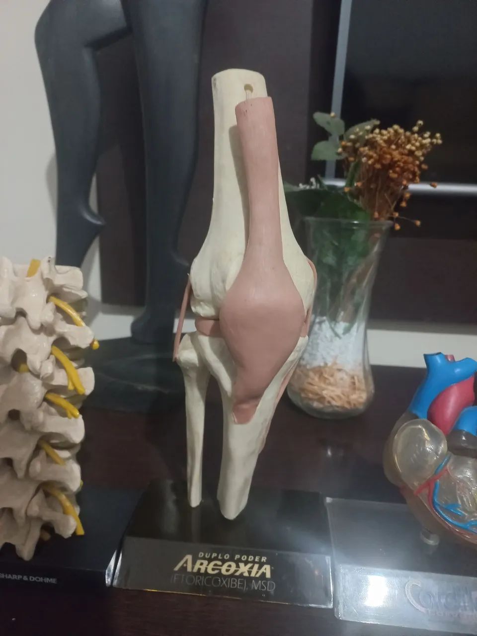 Peças de anatomia  - Foto 5
