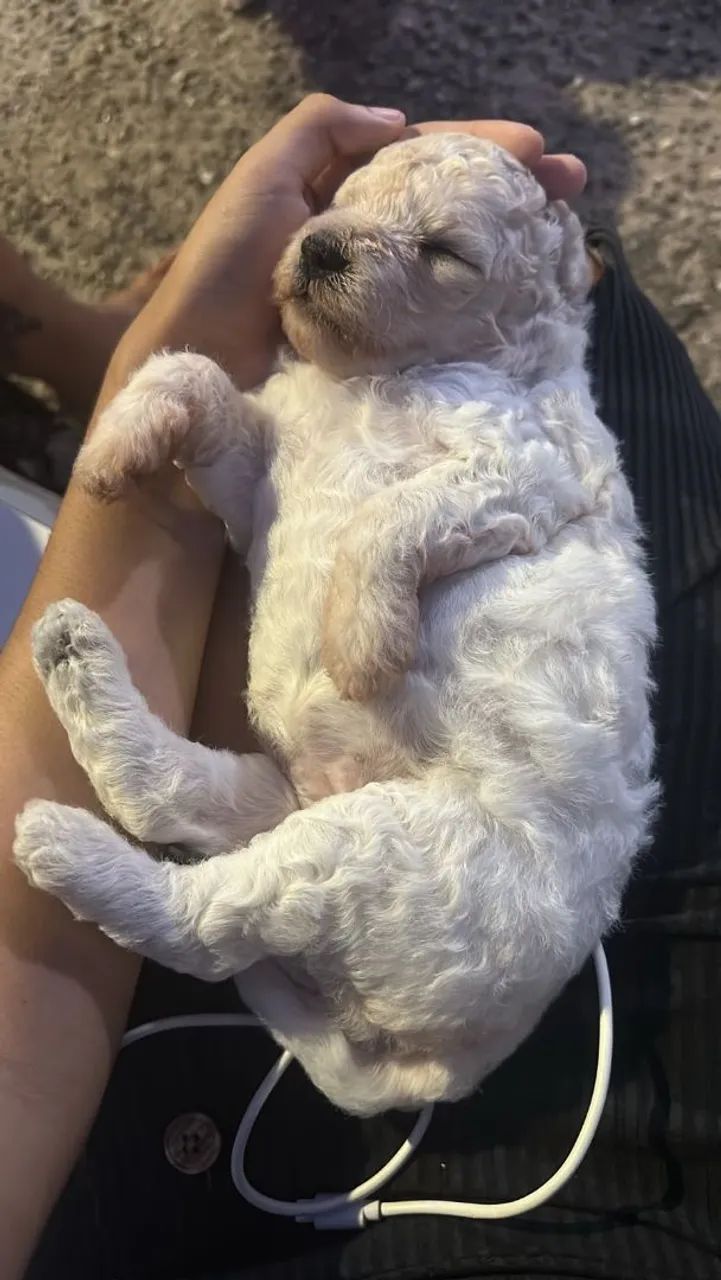 Poodle 