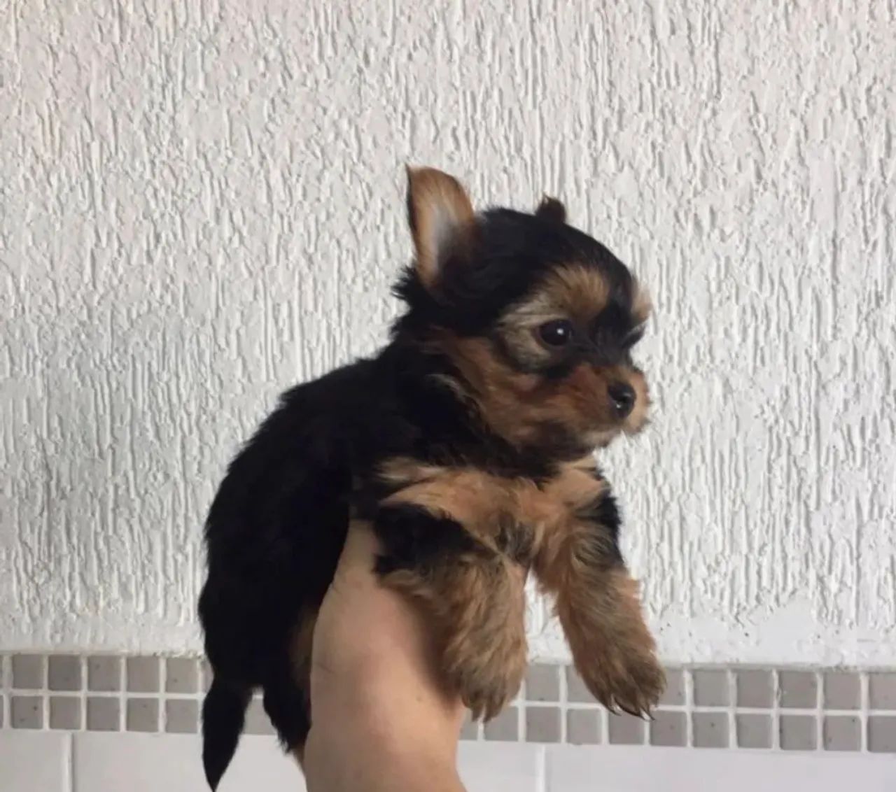  Yorkshire Terrier - Disponibilidade