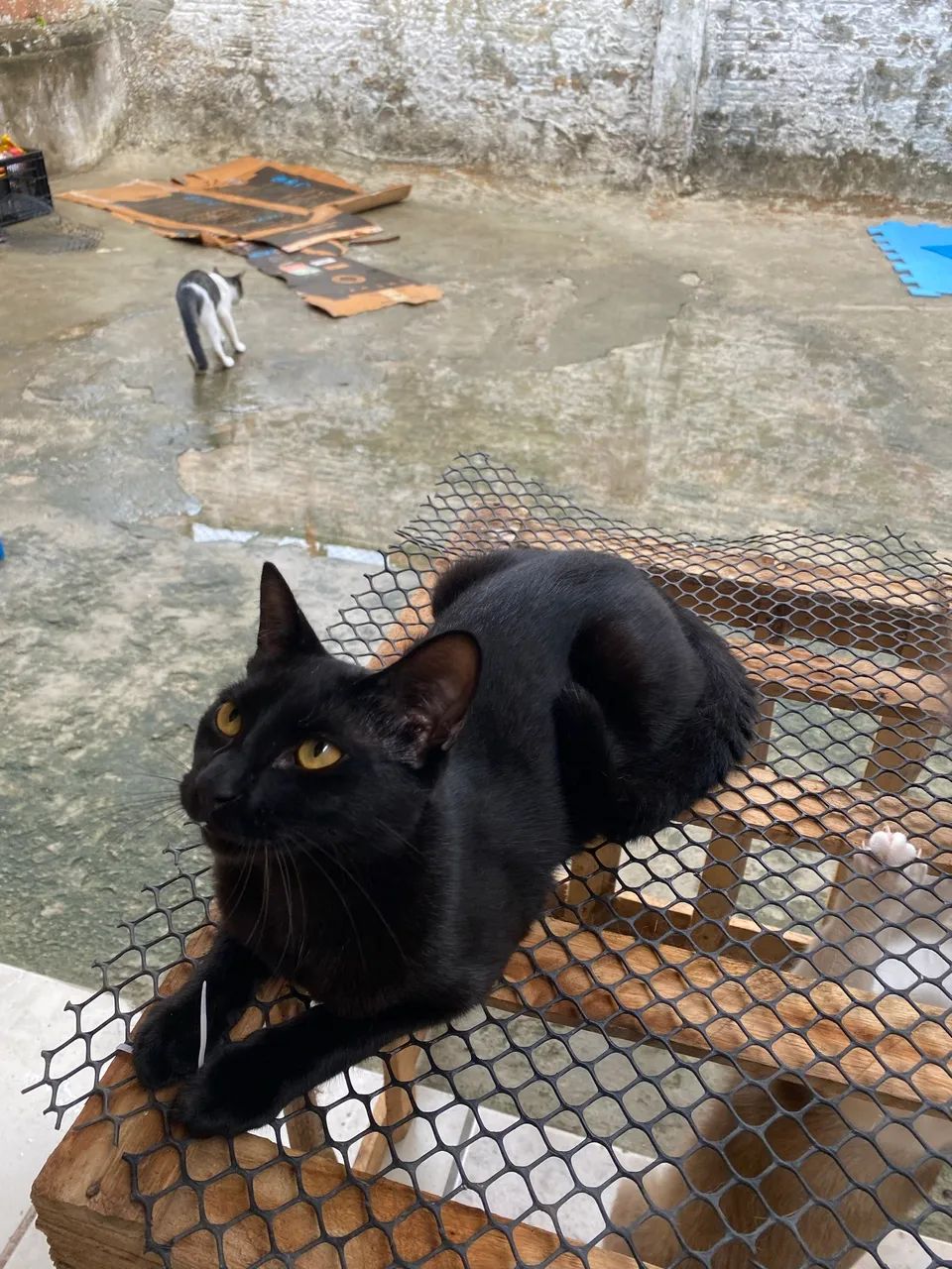 Adote um gatinho - Foto 4