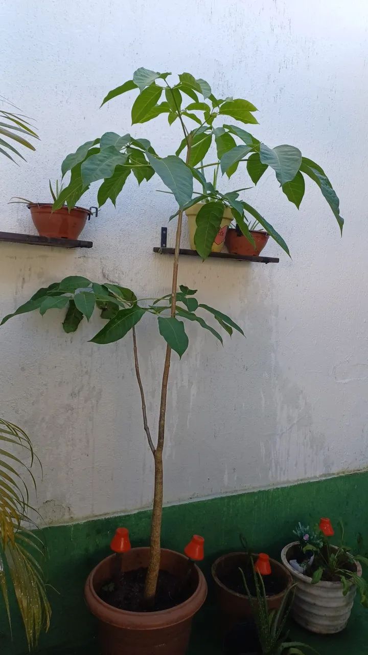 Ipê Rosa - Foto 2