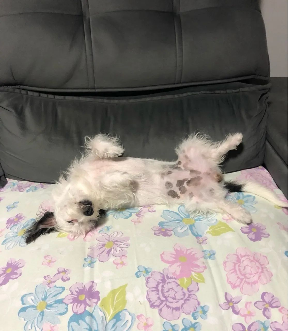 Cadela para adoção - Foto 4