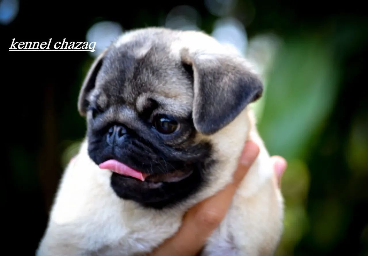 Pug padrão mini procedência comprovada