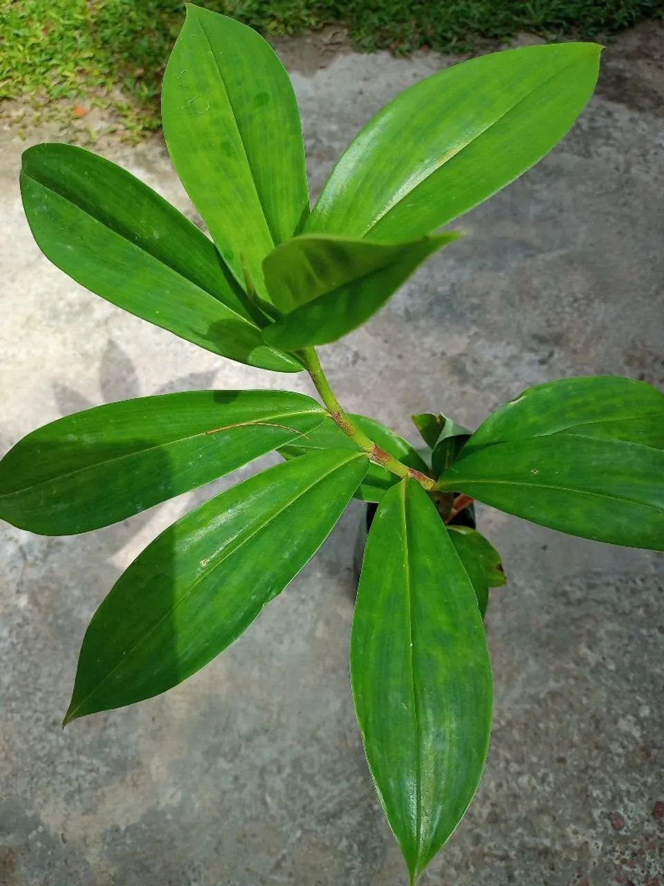 Muda de Hellenia Speciosa na garrafa pet.39cm de altura.
