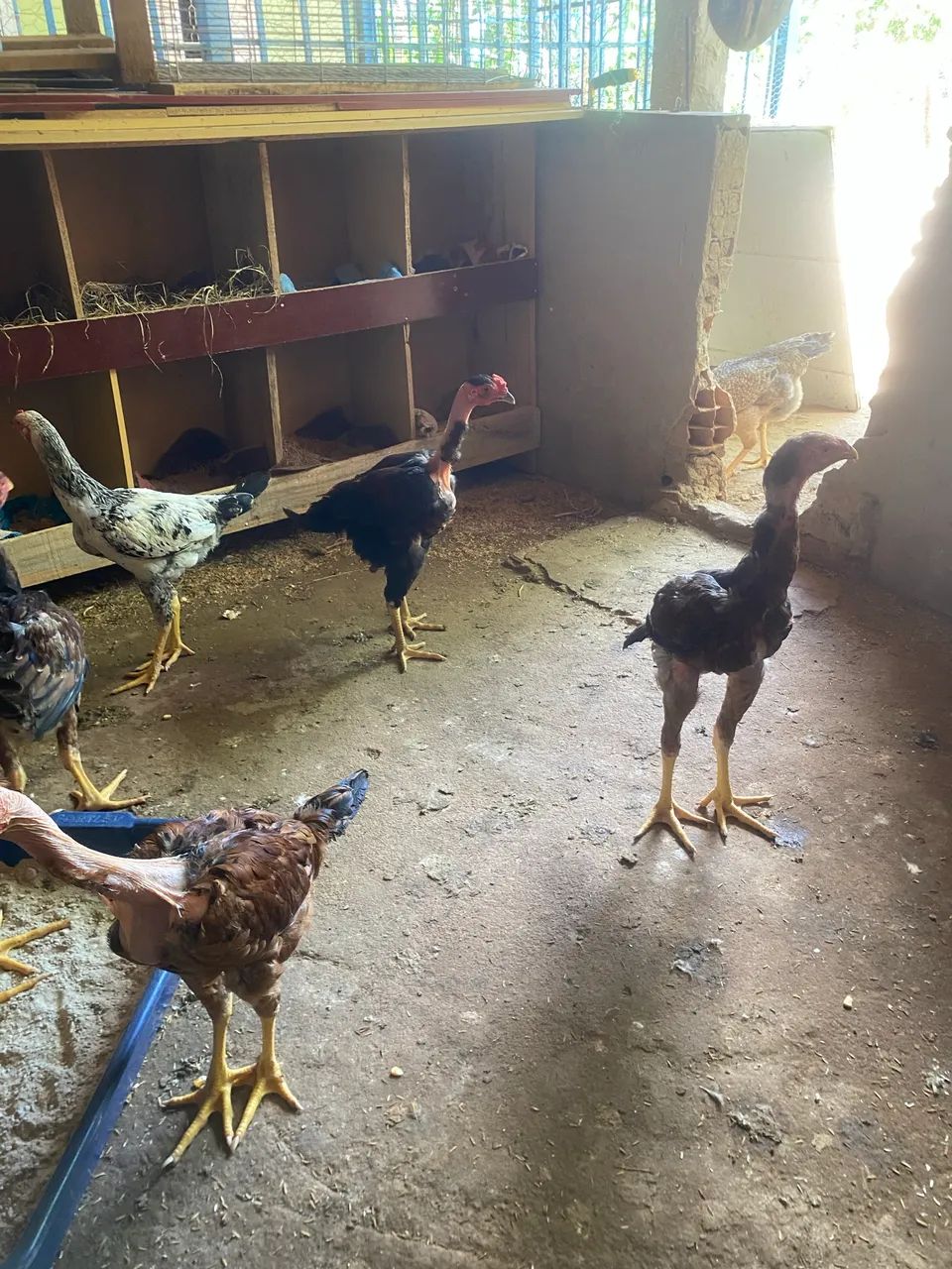 Frangos índios gigantes  - Foto 4