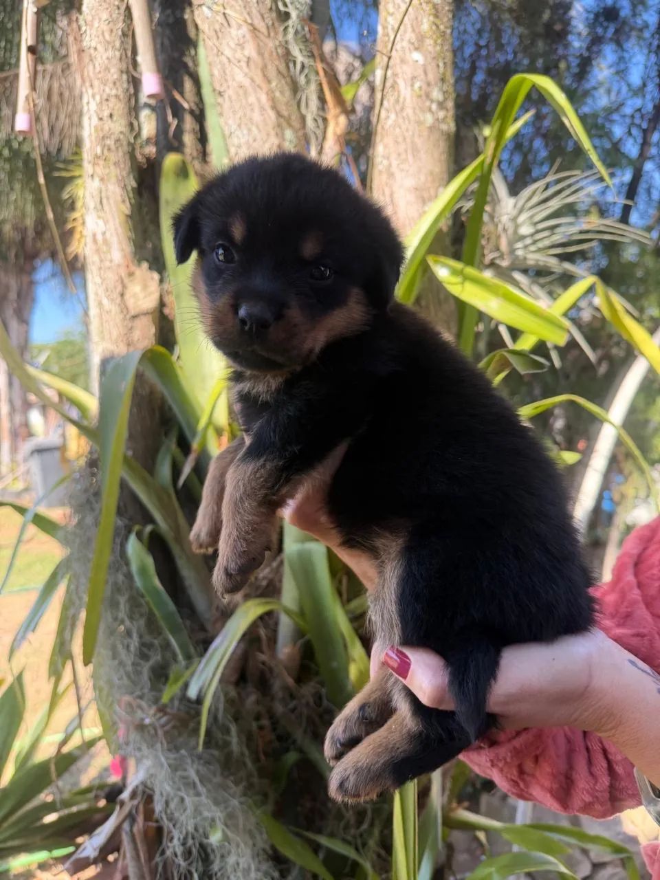 Rottweiler cabeça de touro  - Foto 3