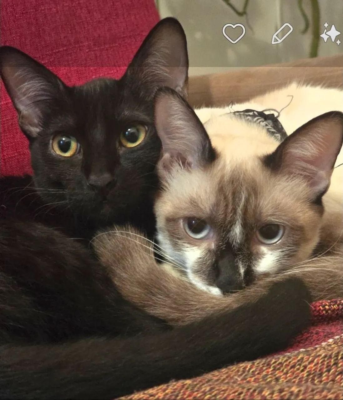 Pets: Doação 