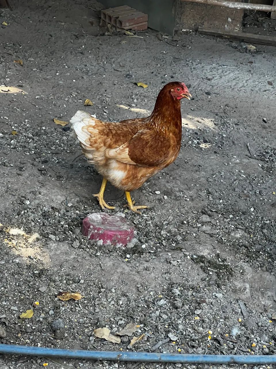 Vendo galinha caipira 