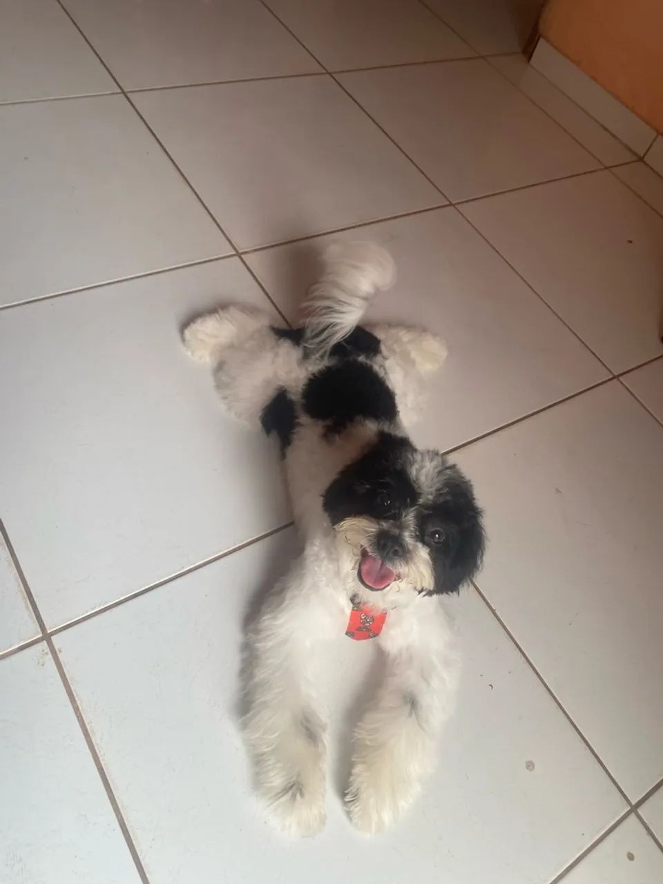 Doação Shitzu - Foto 2