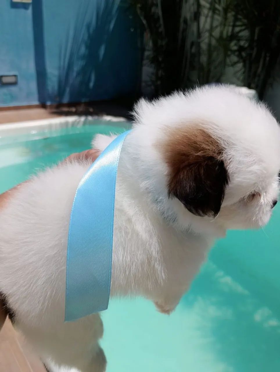 Shih Tzu macho  - Foto 3