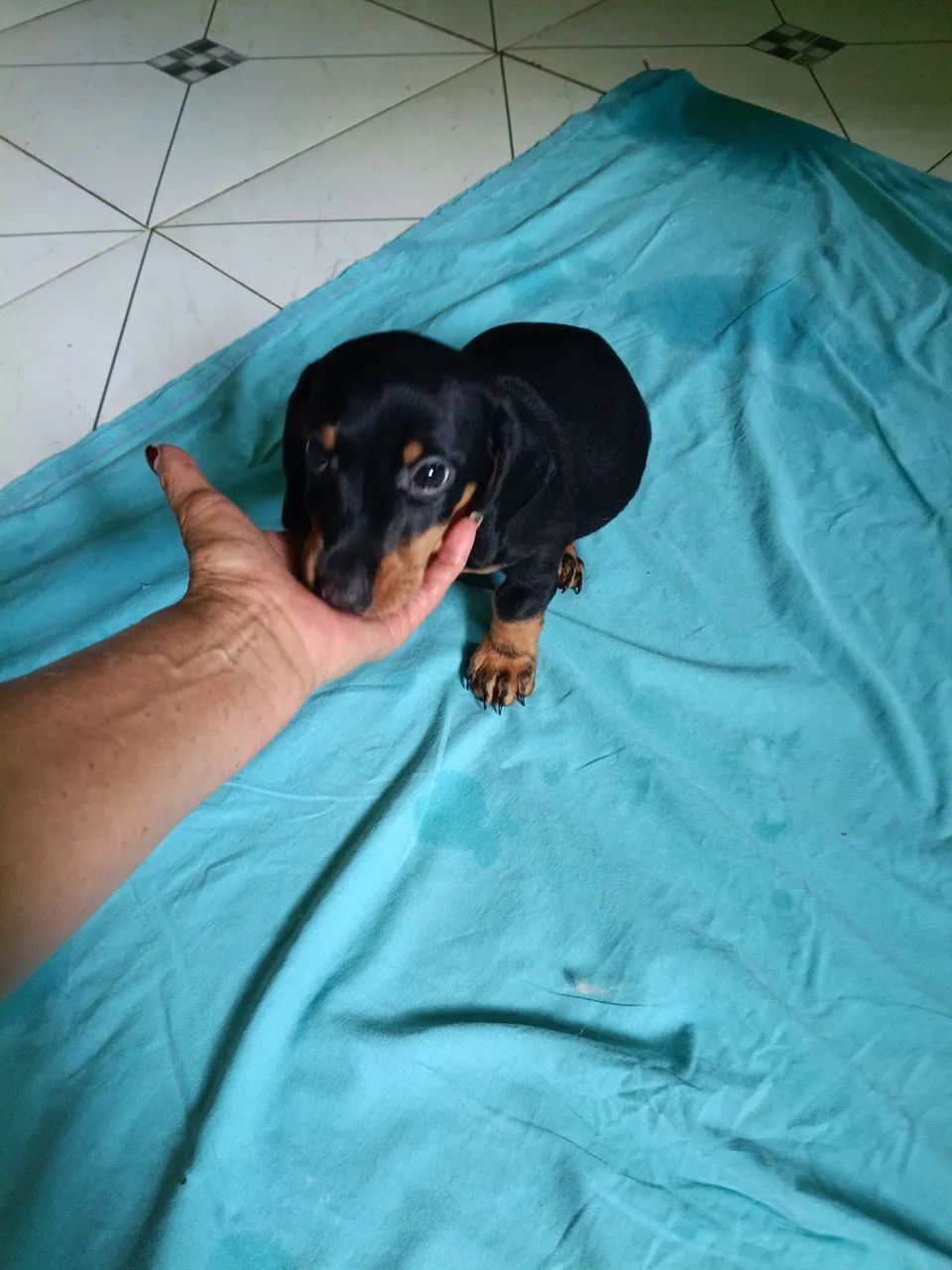 Vende  se um filhote de salsicha macho  - Foto 5