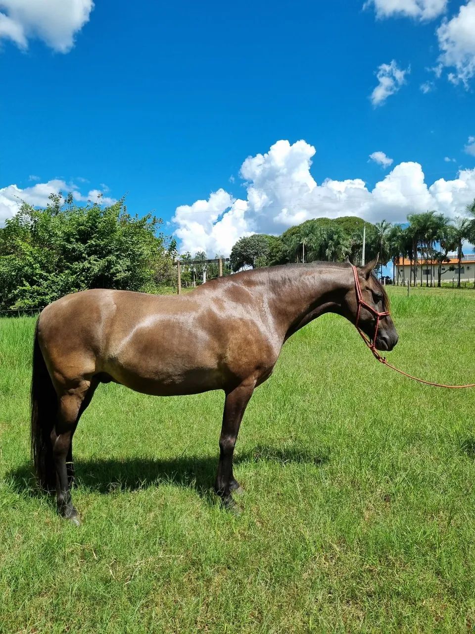 Cavalo disponível para venda. - Foto 2