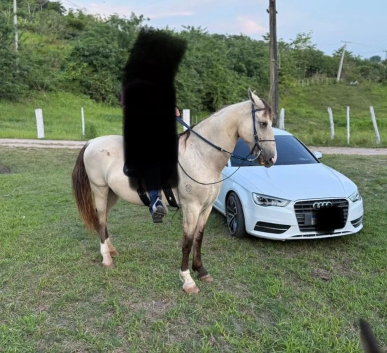 Cavalo 