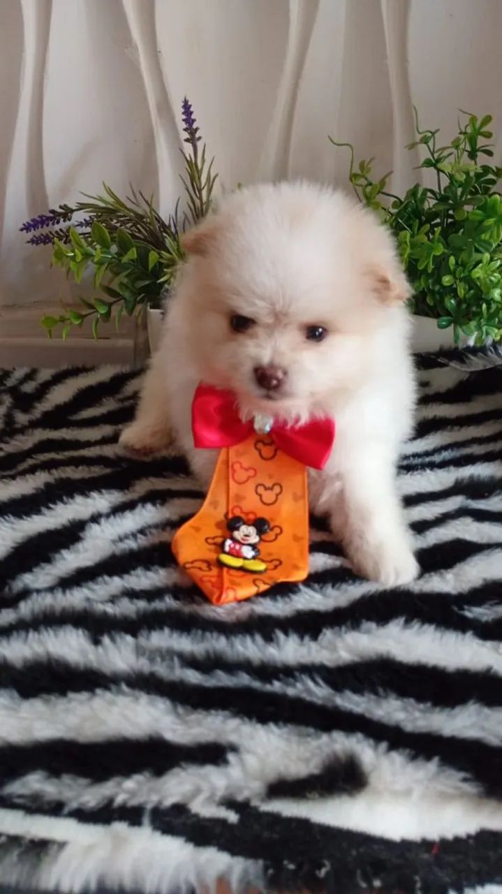 Que lindo presente ?  - Foto 3