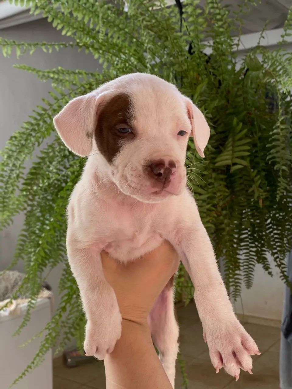 Pitbull  - Foto 4
