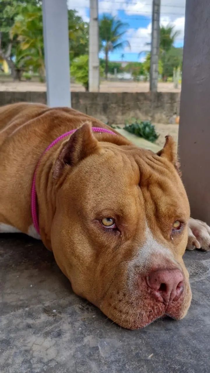 Pitmonster disponível  - Foto 4