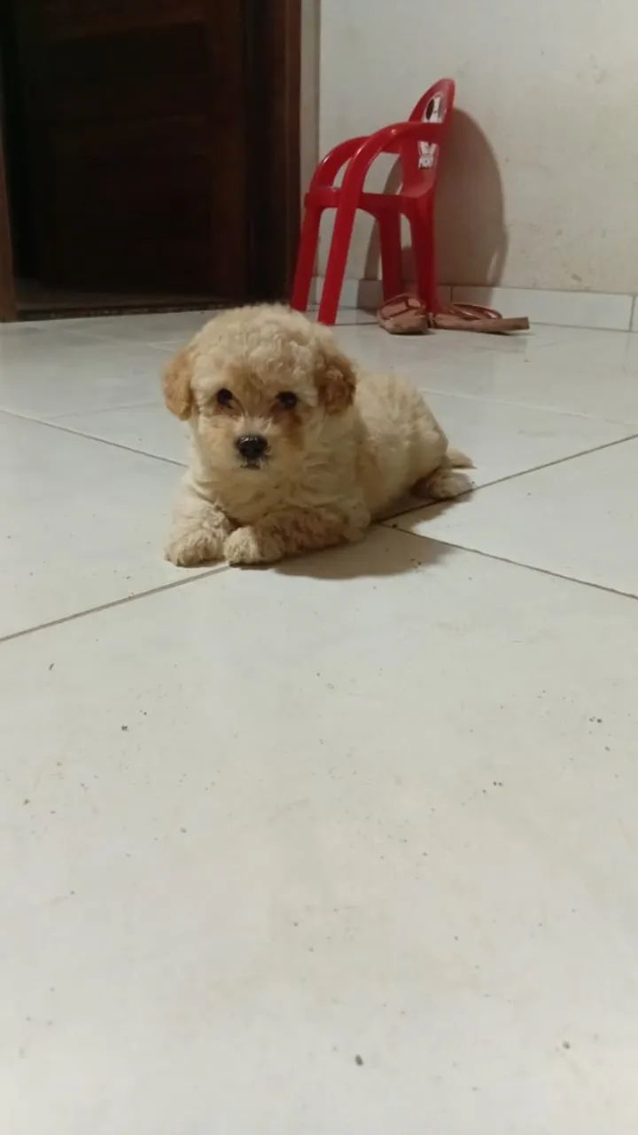 Poodle toy