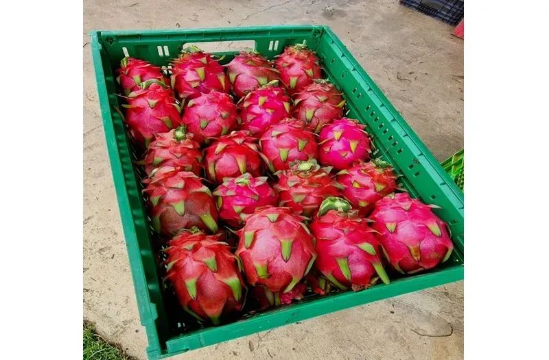 Fazenda Compacta Produtiva | 8.000 Pitayas + Acesso ao - Foto 3
