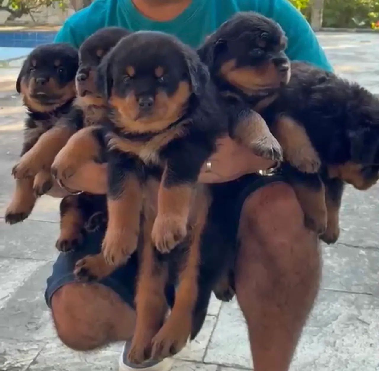 Rottweiler  - Foto 5