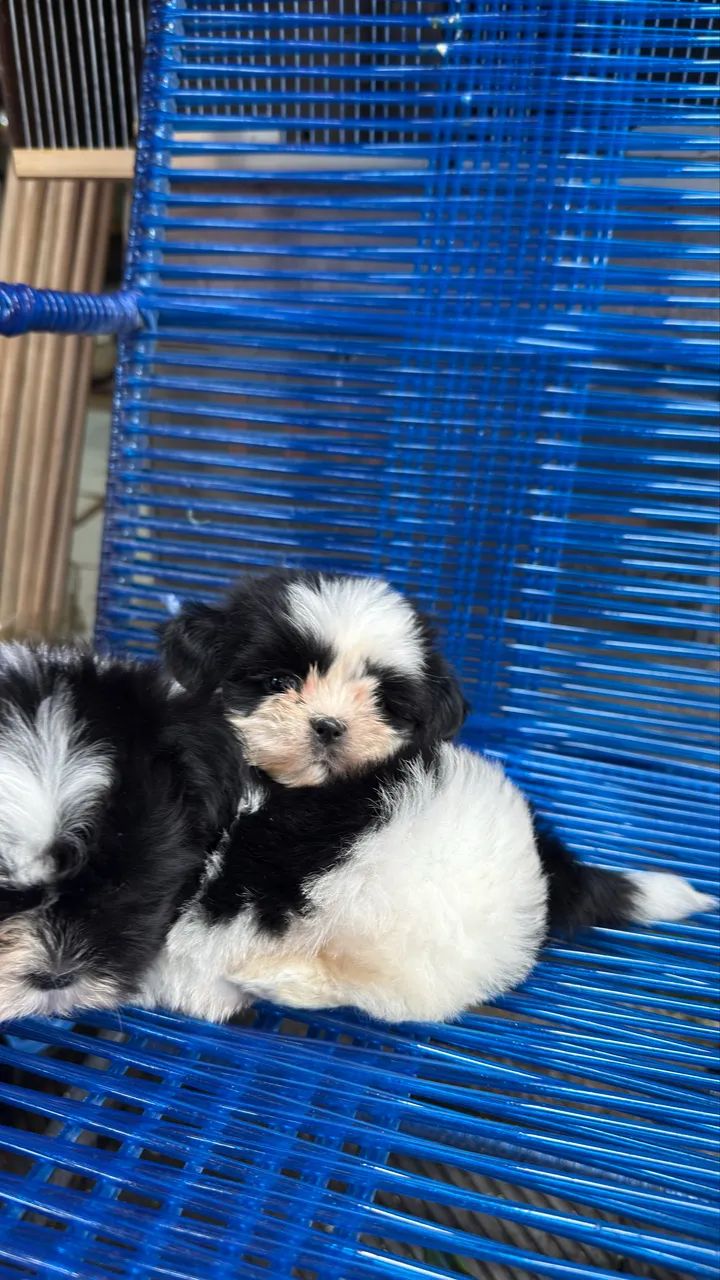 Lindos filhotes de ShihTzu mini  - Foto 2