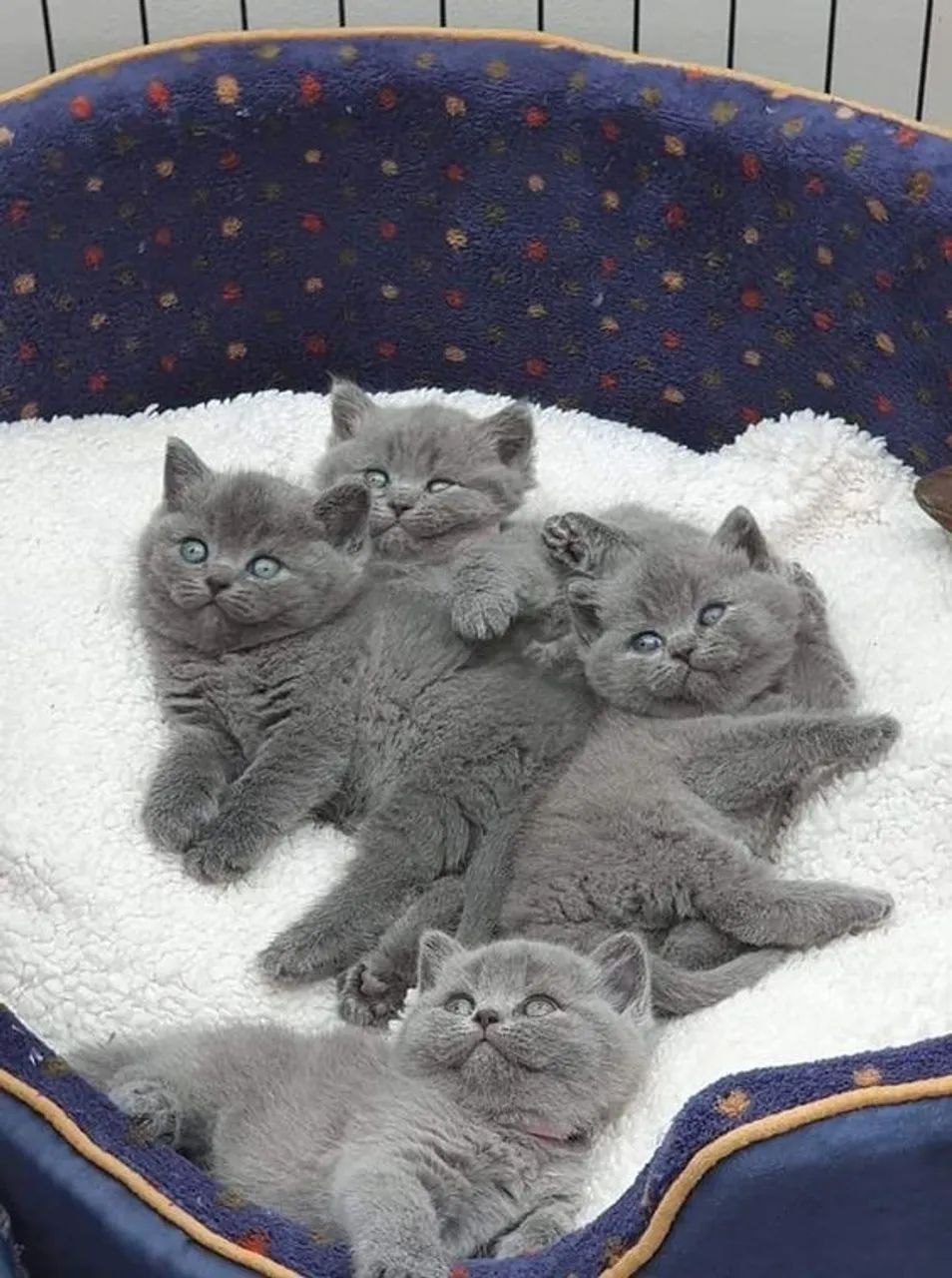 British Shorthair 