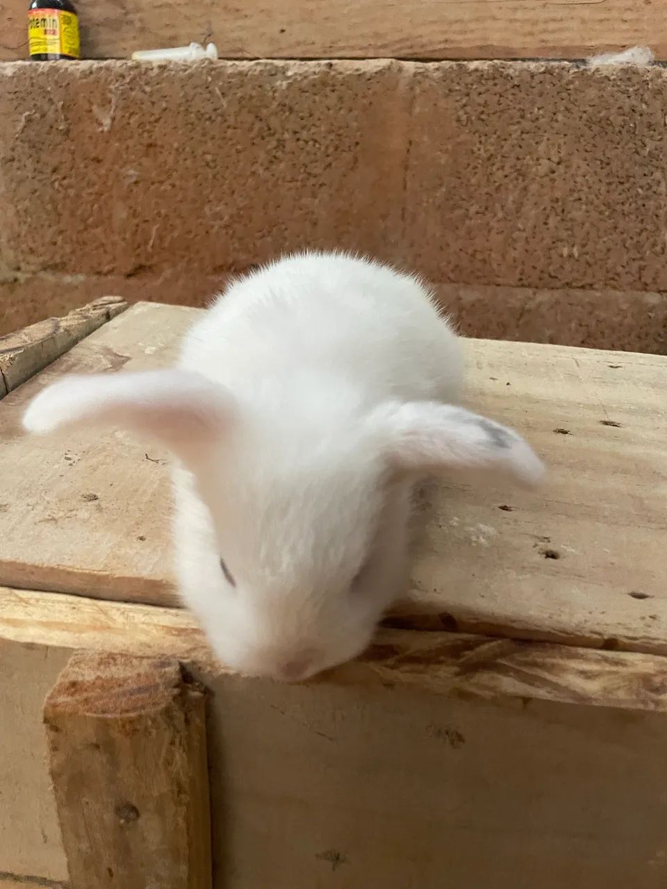 Reservas de filhotes de coelhos Mine Lop - Foto 4