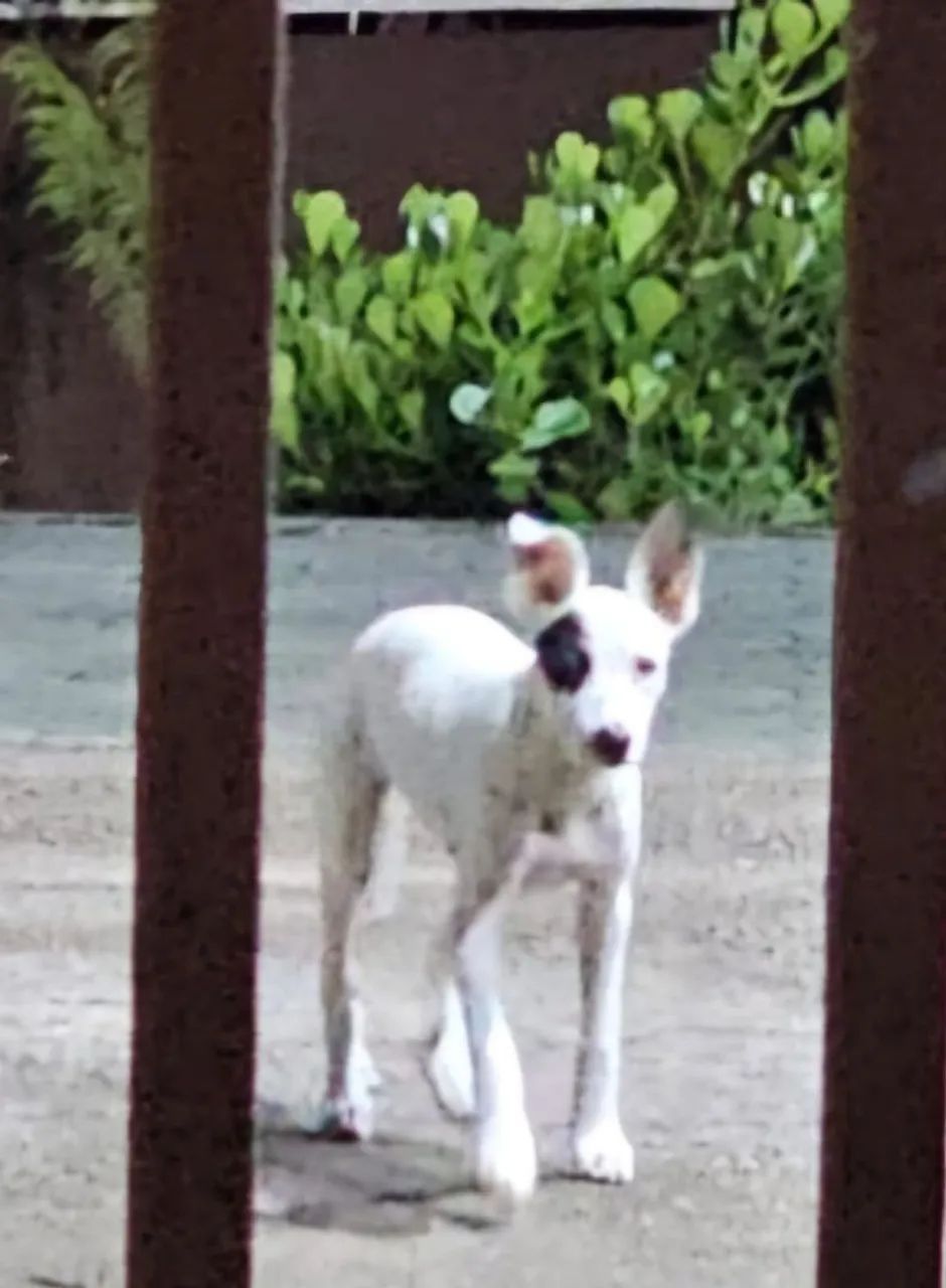 Cachorrinho dócil adoção  - Foto 4