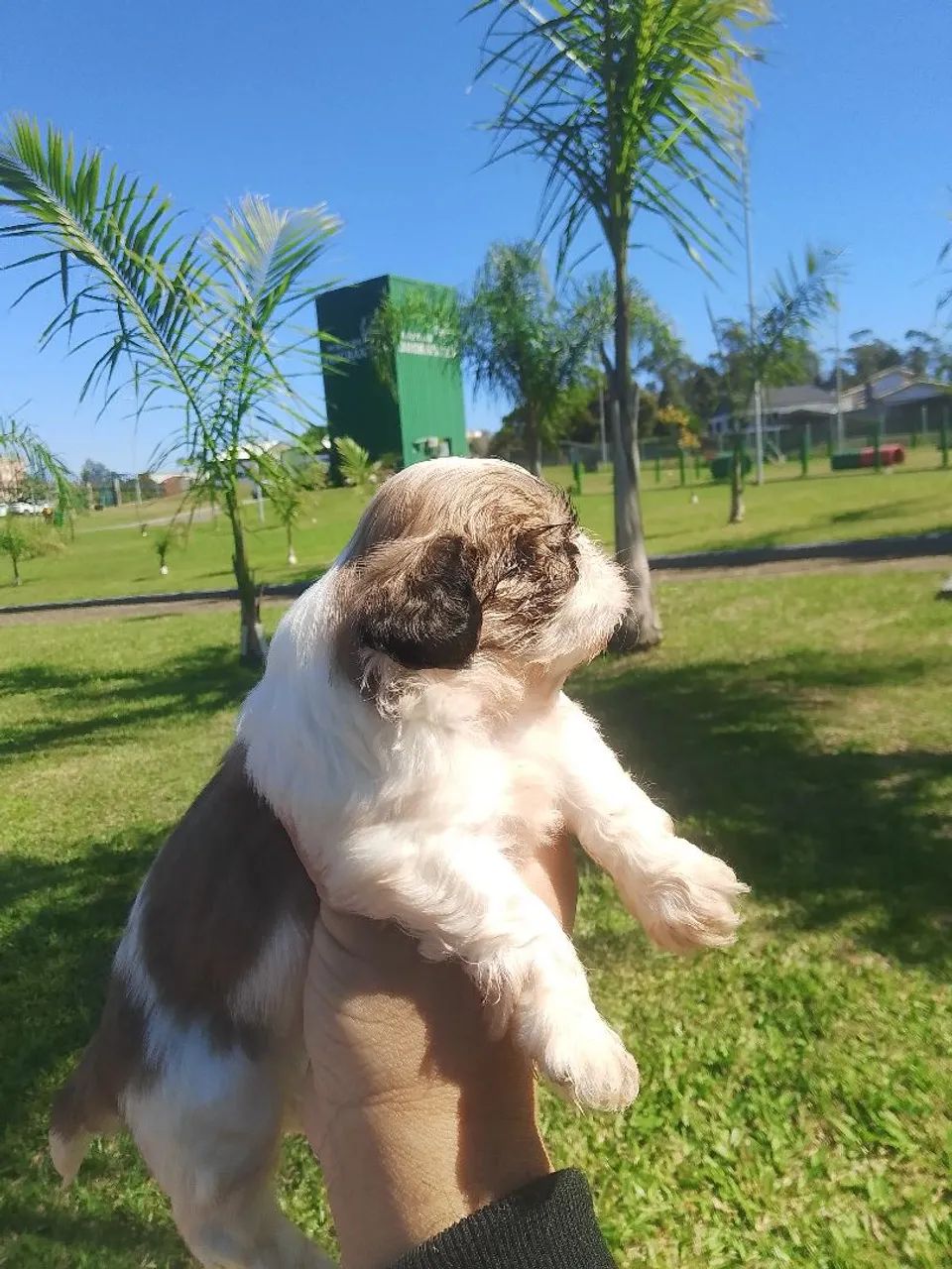 Vendo filhos de shitzu macho - Foto 2