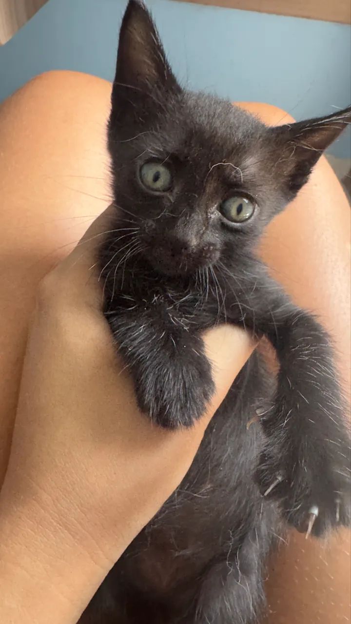 Doação de gatinhos  - Foto 4