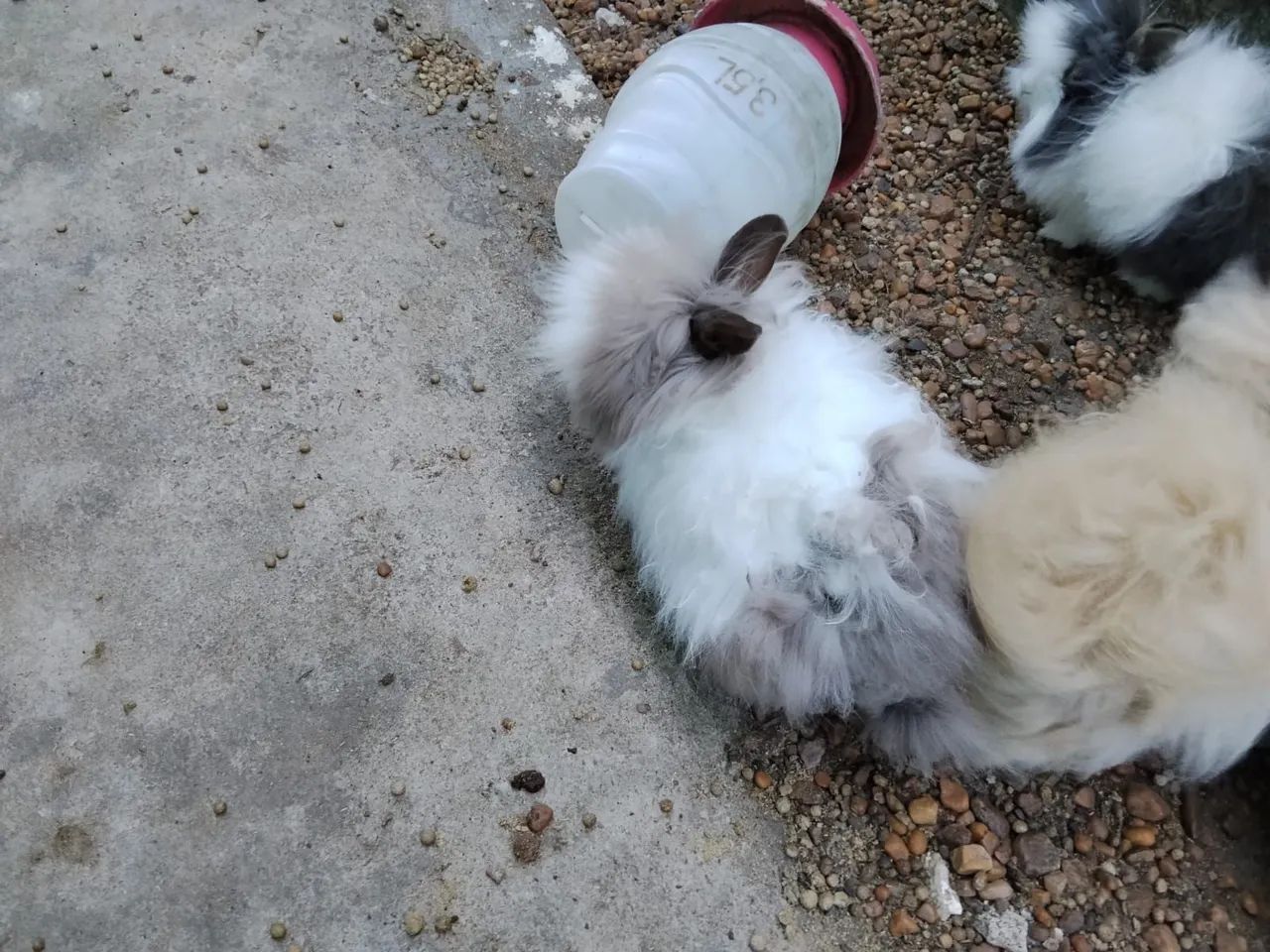 Coelhos cabeça do Leão  - Foto 2