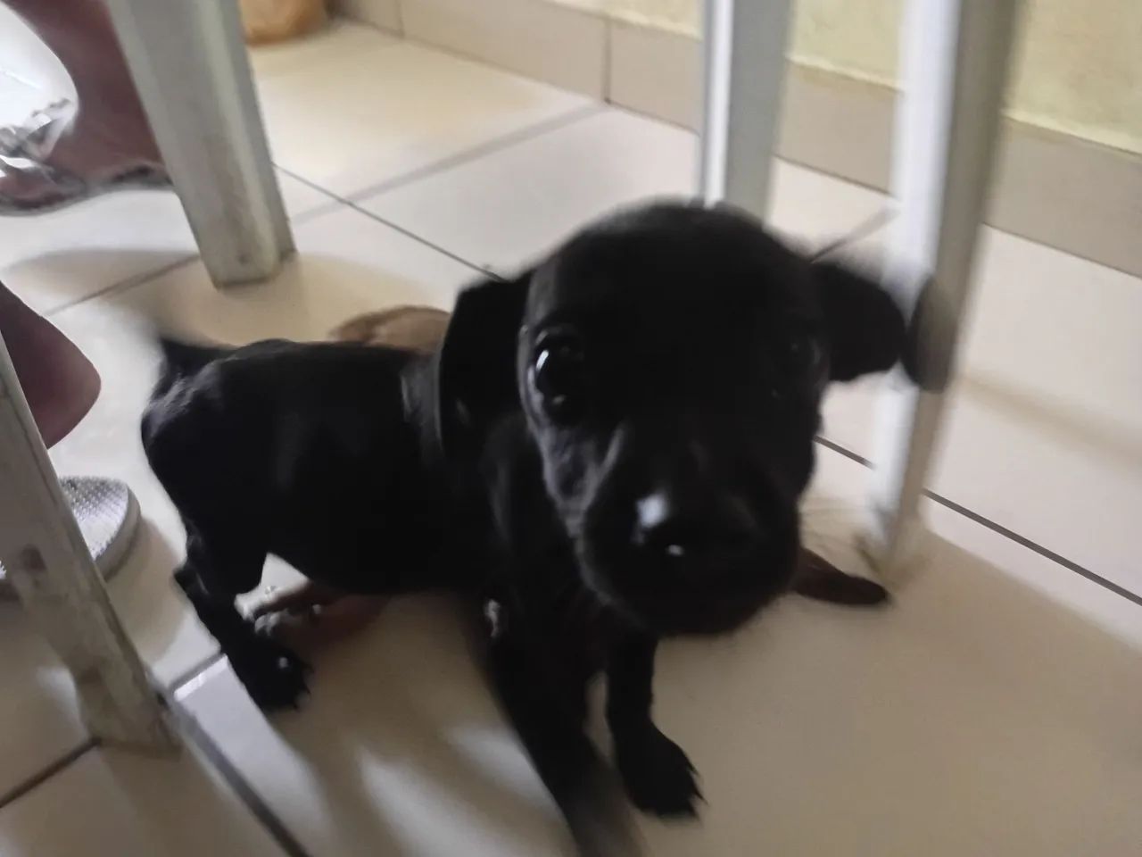 Cachorro pinches  - Foto 2