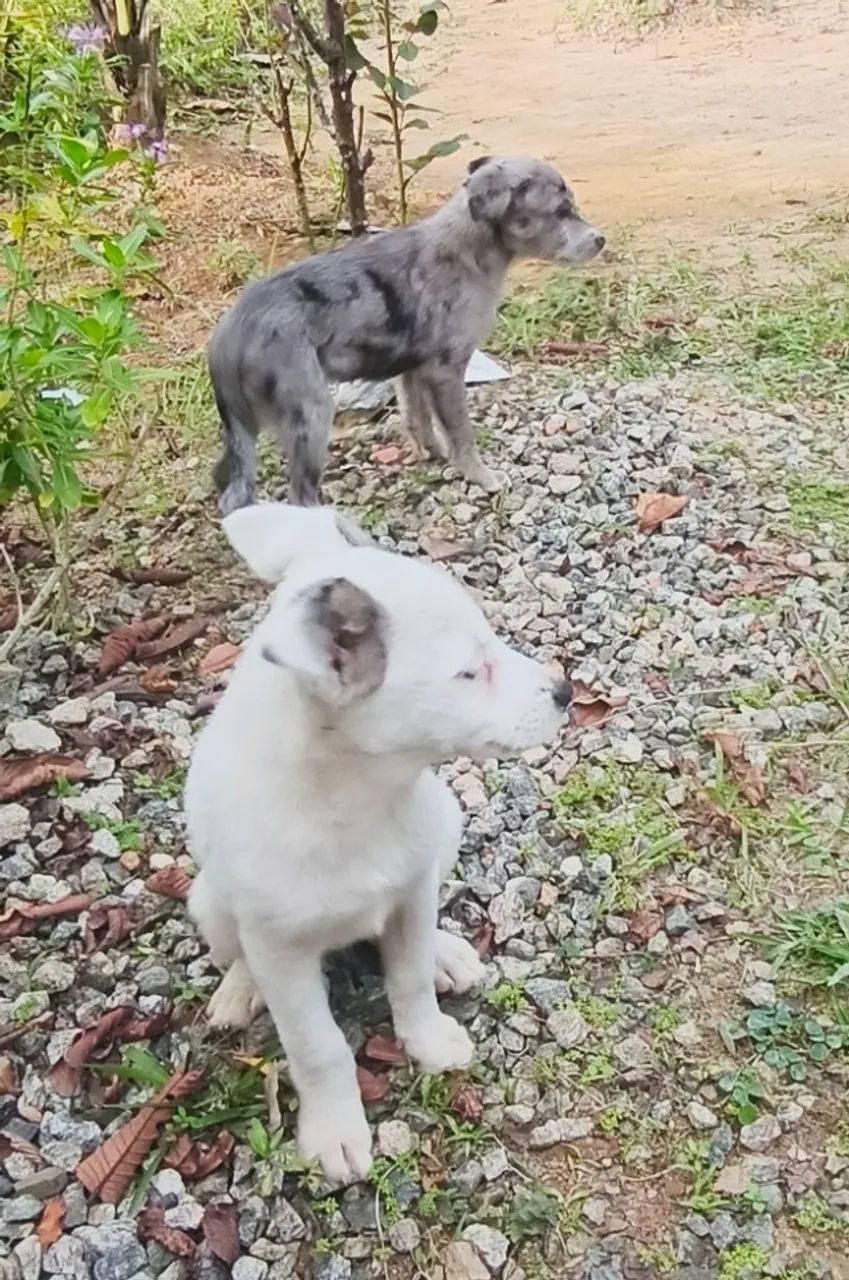 Doa-se cãezinhos  - Foto 3