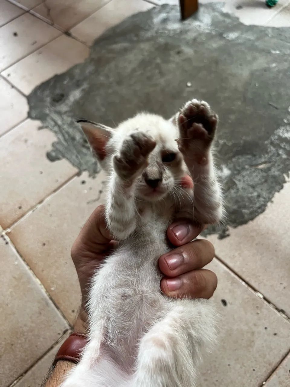 Gato macho - Foto 5