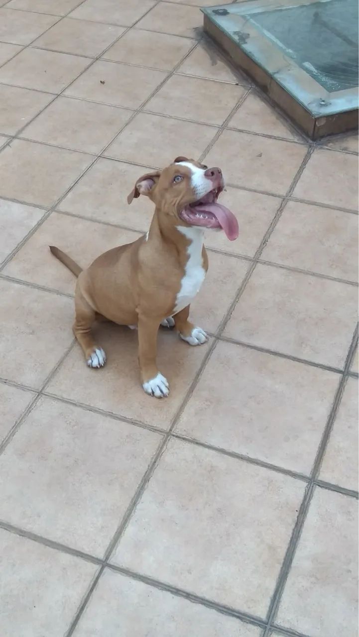 DOAÇÃO CACHORRO 