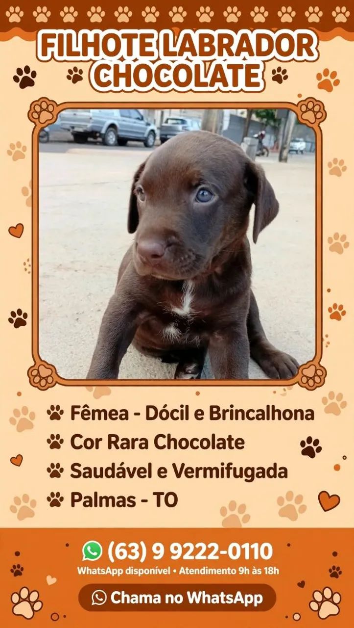 Labrador chocolate