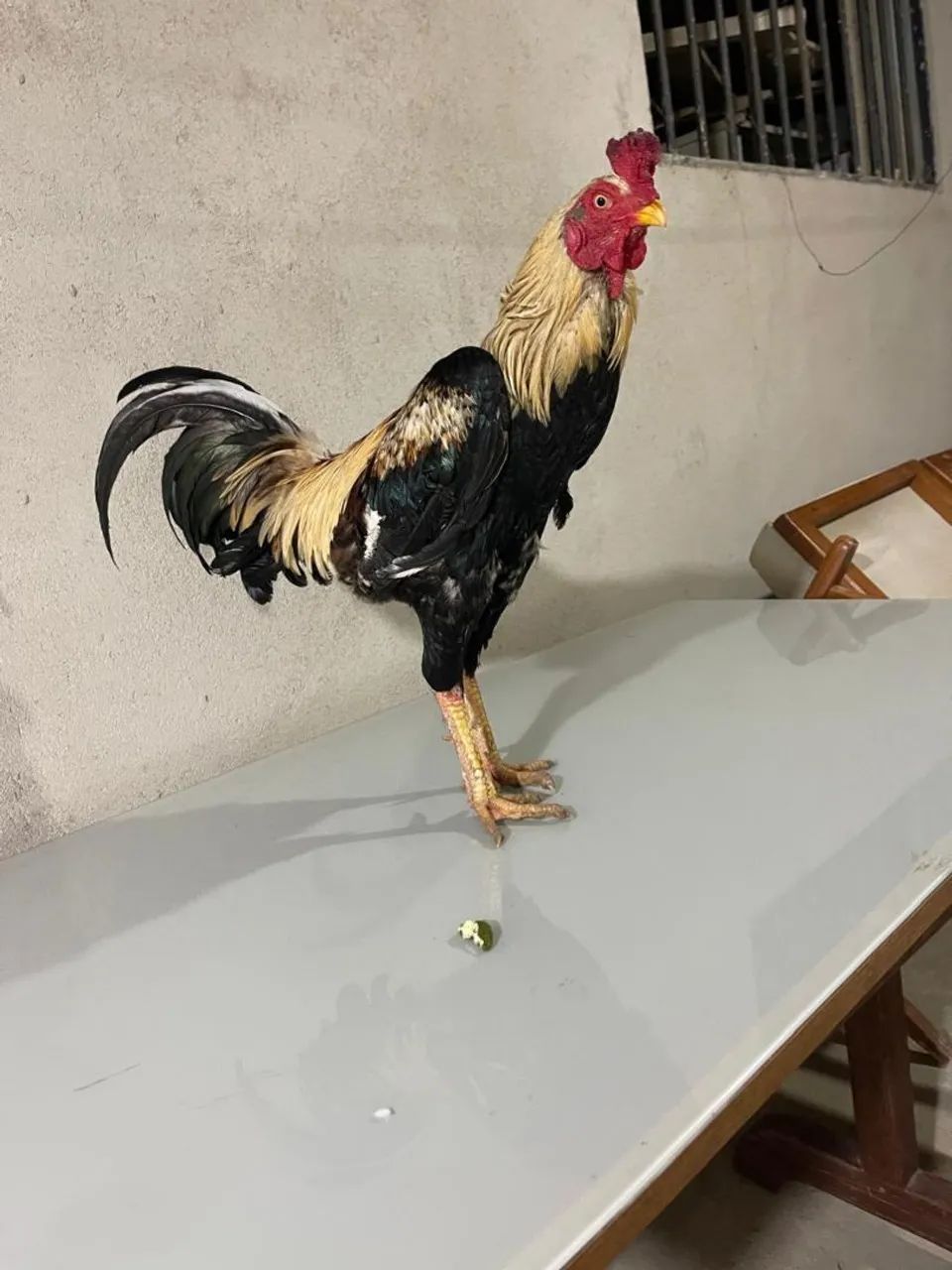 Galo - Foto 4