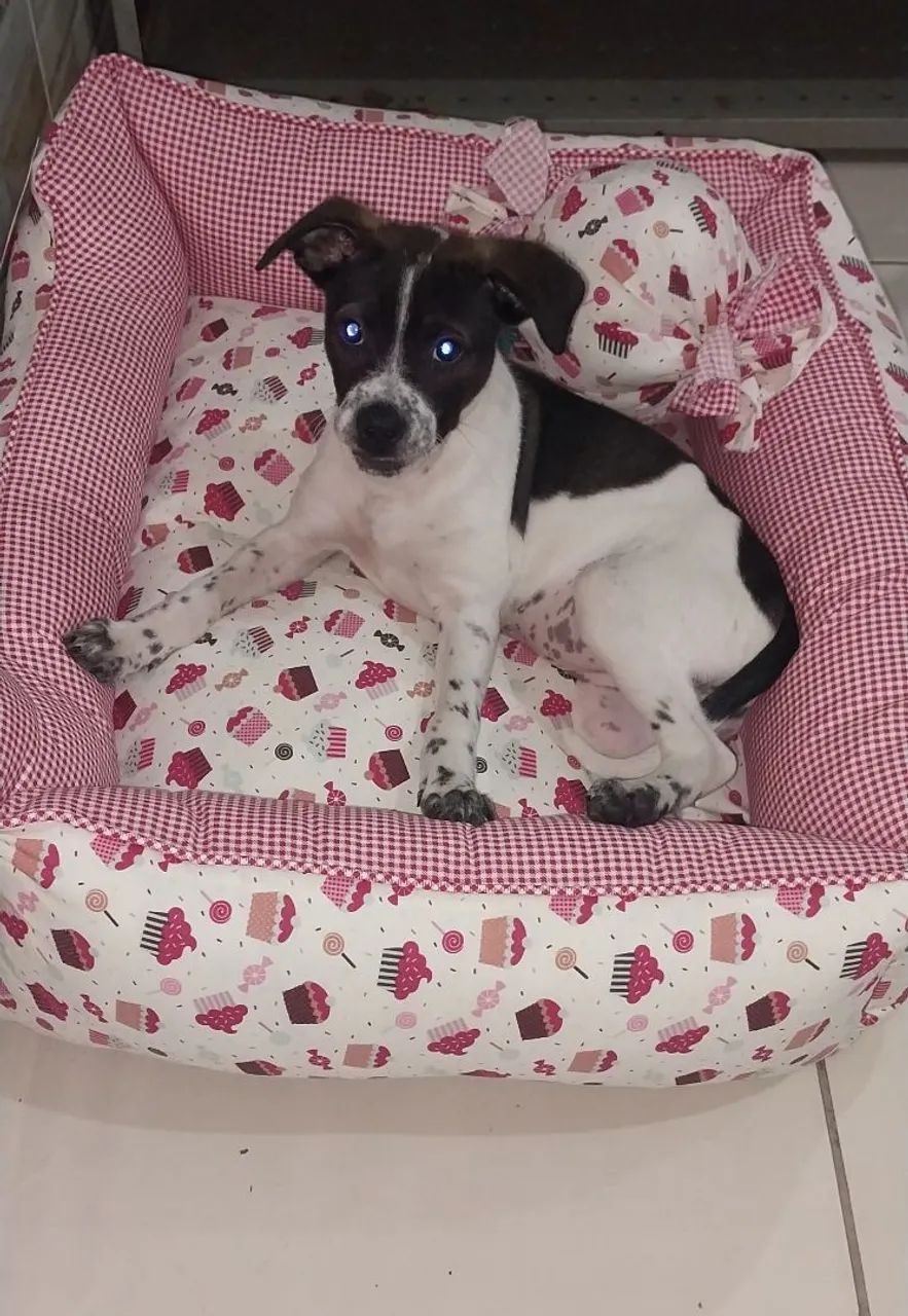 Doação de cachorro  - Foto 4