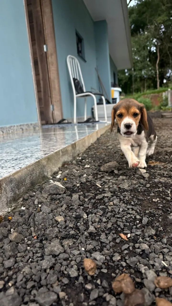 filhote de beagle 