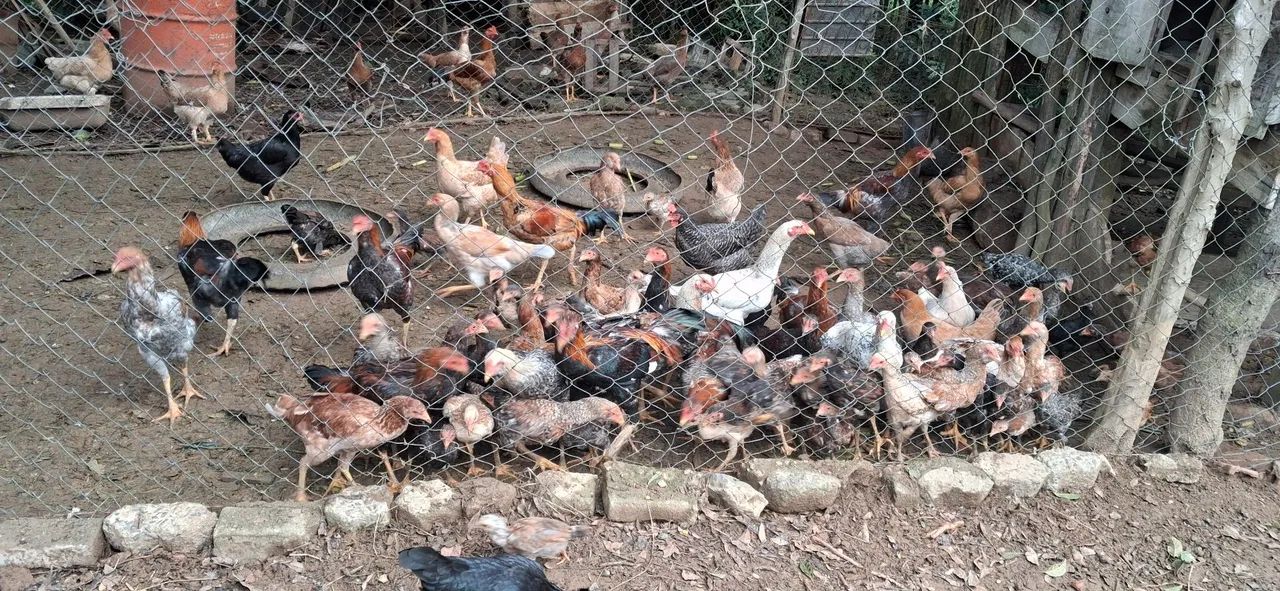 Frangos e galinhas caipira - Foto 4