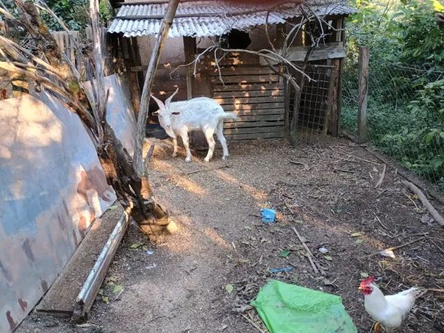 VENDO 1 Bode da raça Sani - Foto 4