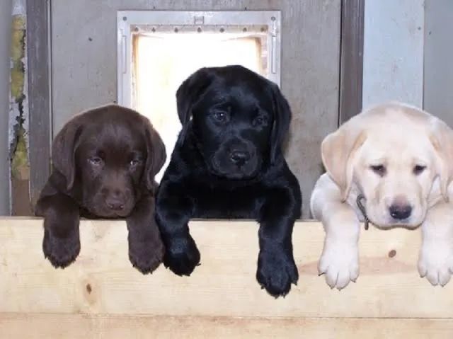 Labrador Lindas Cores