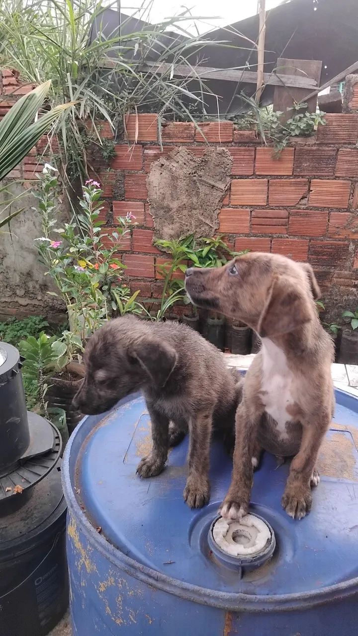 Doação 