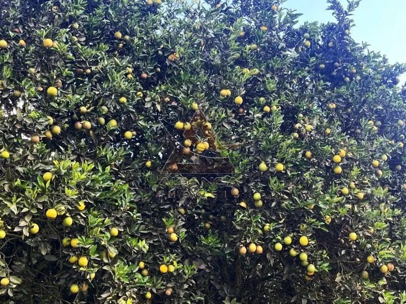 Fazenda - Angatuba - Zona Rural - Foto 4