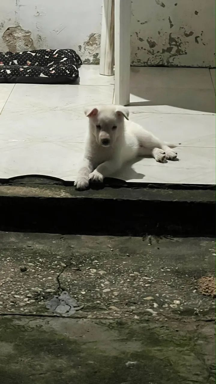 Cachorro  - Foto 2
