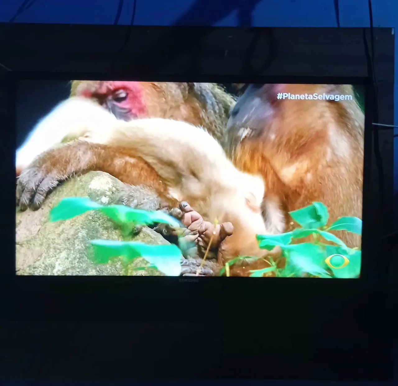 Televisão TV 40 Polegadas + Painel de Parede - Foto 3