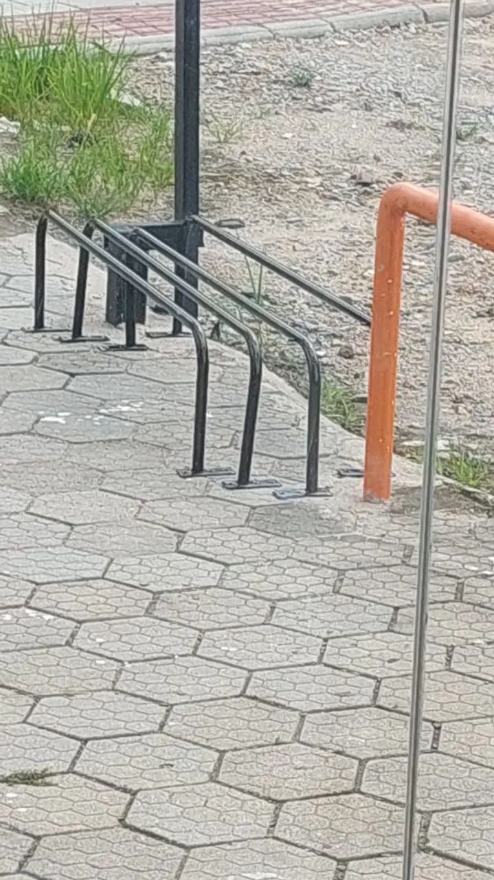 Arara preta 