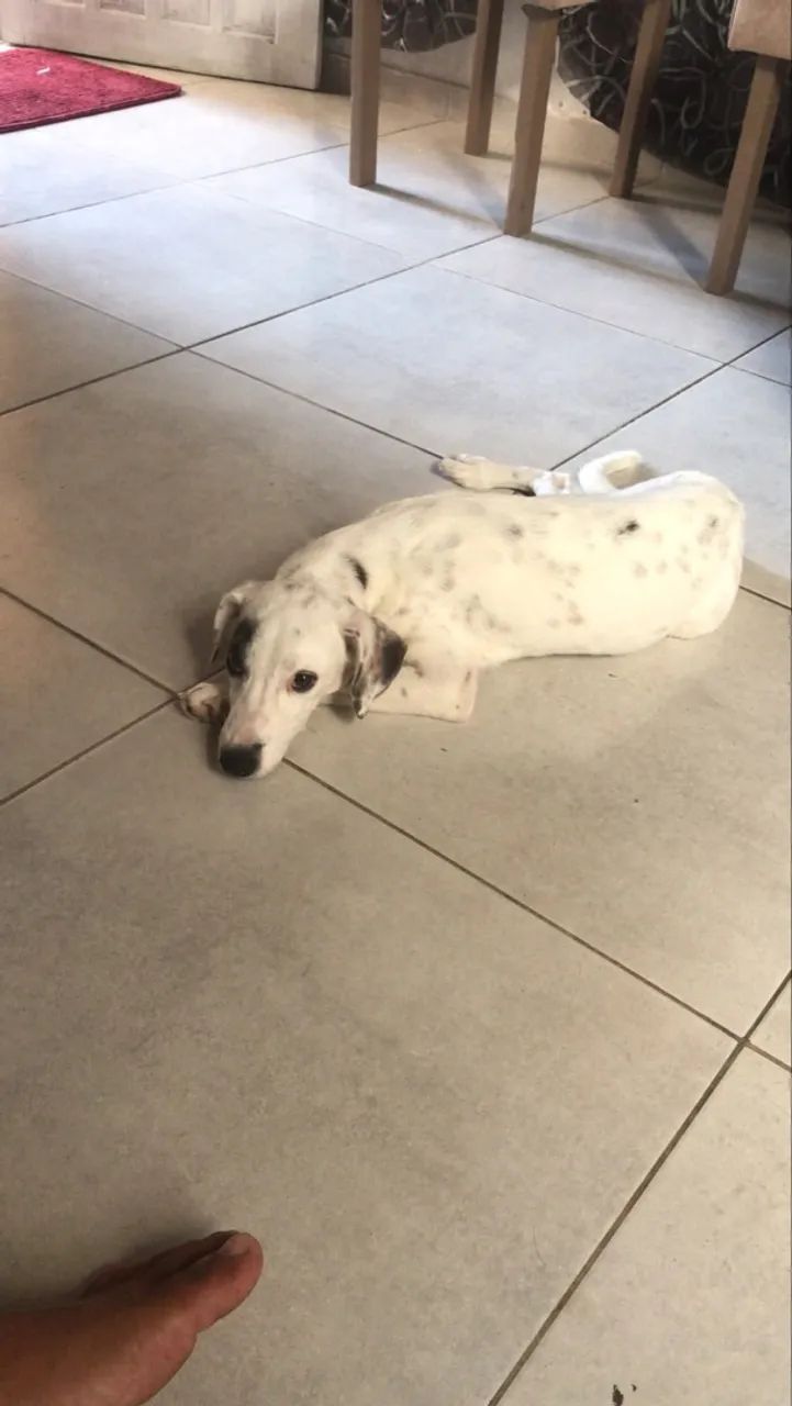 Doação de cachorra  - Foto 4